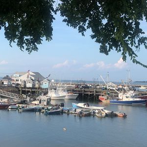 Meet your Posher, Rose